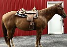 Blake - Gelding in Oley, PA Blake - Gelding in Oley, PA