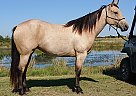aka Luna - Mare in Howe, TX aka Luna - Mare in Howe, TX