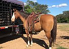 Rope & Ranch Horse Laredo