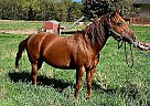 Quarter Horse Roxy