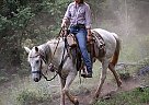 Mustang Mare Ti Stroup