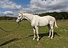 Gus - Gelding in Port Colborne, ON Gus - Gelding in Port Colborne, ON