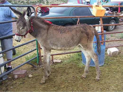 3/4 Mammoth Jenny Weanling