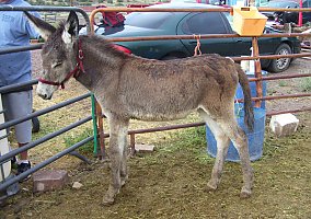 Donkey (Donkey, Mare) in Concho, AZ