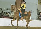 Proven Western Pleasure Winner Saddlebred Stallion