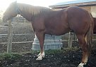 AQHA Registered Gelding, 8 Years Quarter Horse Gelding