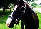 Paso Fino for Sale Paso Fino Mare