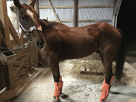All Around Bay Gelding