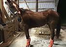 Tennessee Walking - Horse for Sale in Jasper, MN 56144