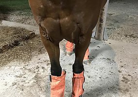 Tennessee Walking (Tennessee Walking, Gelding) in Jasper, MN