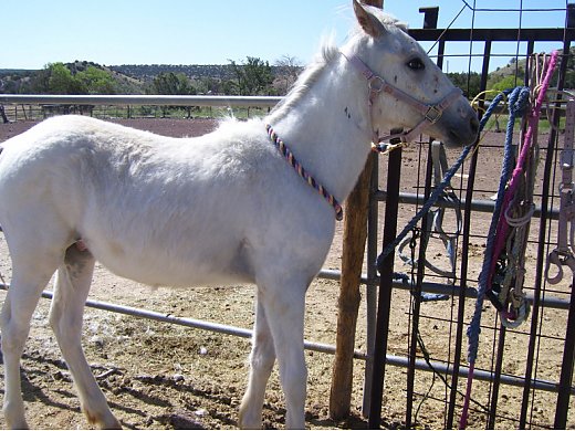 Appaloosa Stud Colt