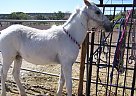 Appaloosa - Horse for Sale in Concho, AZ 85924