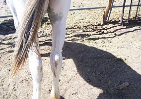 Appaloosa (Appaloosa, Stallion) in Concho, AZ