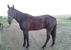 AQHA Registered Gelding, 10 Years Quarter Horse Gelding