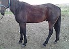 Quarter Horse - Horse for Sale in Pompeys Pillar, MT 59064