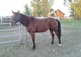 AQHA Registered Gelding, 7 Years Quarter Horse Gelding