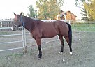 Quarter Horse - Horse for Sale in Pompeys Pillar, MT 59064 Quarter Horse - Horse for Sale in Pompeys Pillar, MT 59064
