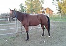 Quarter Horse - Horse for Sale in Pompeys Pillar, MT 59064