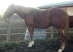 AQHA Registered Gelding, 8 Years Quarter Horse Gelding