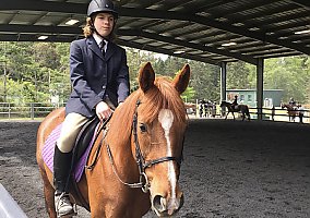 Thoroughbred (Thoroughbred, Mare) in Vashon, WA