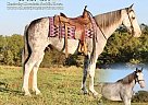 Kentucky Mountain - Horse for Sale in McMLURE, PA 17841
