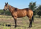 Quarter Horse - Horse for Sale in Athens, TX 75751