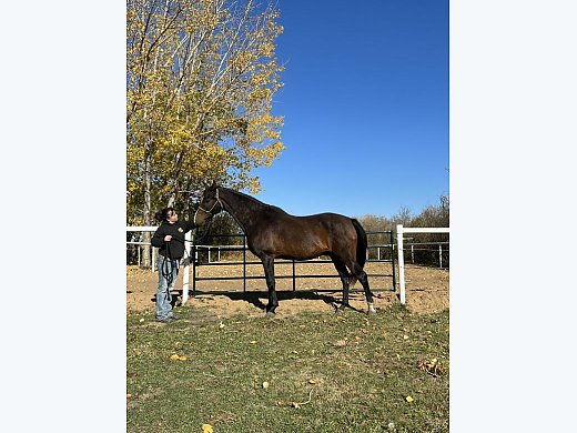 Dressage/ Trail