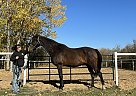 Saddlebred - Horse for Sale in Marwayne, AB T0B2X0