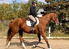 Zoe - Mare in PortColborne, ON Zoe - Mare in PortColborne, ON