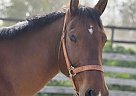 Quarter Horse - Horse for Sale in Christiansburg, VA 24073