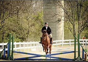 Quarter Horse (Quarter Horse, Gelding) in Christiansburg, VA