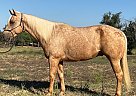 Quarter Horse - Horse for Sale in Athens, TX 75751 Quarter Horse - Horse for Sale in Athens, TX 75751