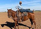 Quarter Horse - Horse for Sale in Elgin, OK 63538 Quarter Horse - Horse for Sale in Elgin, OK 63538
