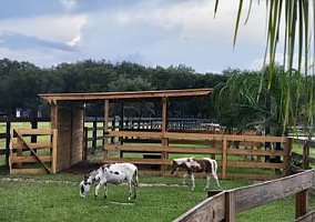 Donkey (Donkey, Mare) in De Leon Springs, FL