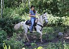 Mustang Mare Ti Stroup