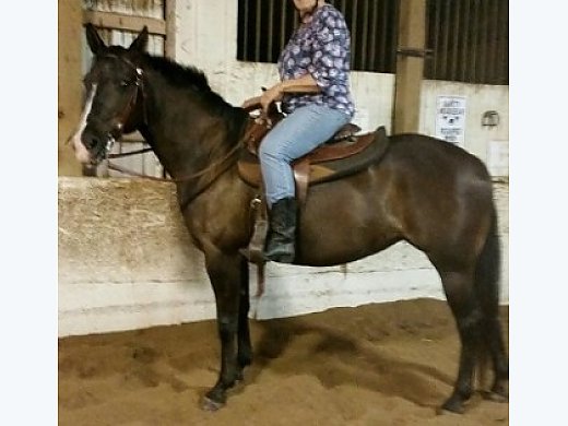 Pretty Morgan/QH Mare