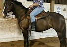 Morgan - Horse for Sale in Clinton Township, MI 48036