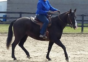 Morgan (Morgan, Mare) in Clinton Township, MI