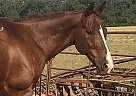 Really Nice Seasoned Head Horse Scipio Rustler