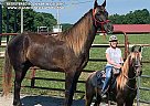 Rocky Mountain - Horse for Sale in FALL BRANCH, TN 37656 Rocky Mountain - Horse for Sale in FALL BRANCH, TN 37656