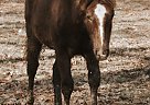 Quarter Horse - Horse for Sale in Russellville, OH 45168 Quarter Horse - Horse for Sale in Russellville, OH 45168