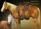 Quarter Horse - Horse for Sale in Monett, MO 65708