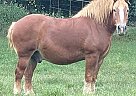 Belgian Draft - Horse for Sale in Shelbyville, TN 37160