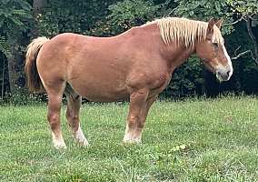 Draft (Percheron, Belgian, Clydesdale, Shire)