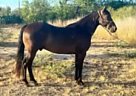 Quarter Horse - Horse for Sale in Athens, TX 75751 Quarter Horse - Horse for Sale in Athens, TX 75751