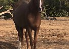 6 Year old Arabian Mare Nova