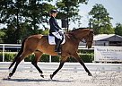 Mandaryna Warmblood Mare