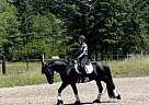 Friesian - Horse for Sale in London, ENG SE1 8XA