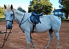Shiloh - Gelding in Advance, NC Shiloh - Gelding in Advance, NC