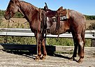 Quarter Horse - Horse for Sale in Walkerton,  46574